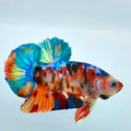 Multicolor Koi Galaxy HMPK Male