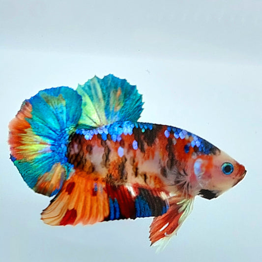 Multicolor Koi Galaxy HMPK Macho