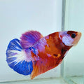 Multicolor Pink Purple Galaxy HMPK Male