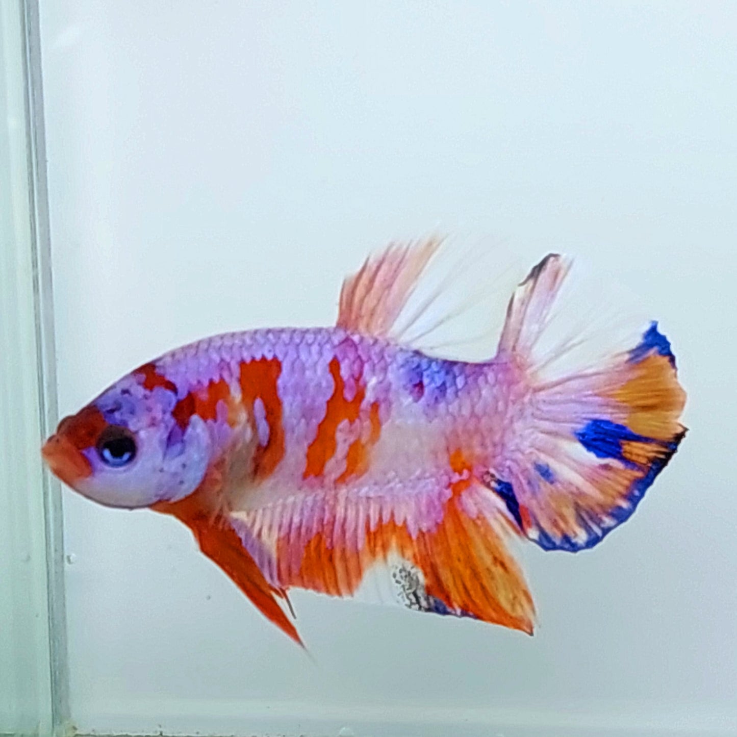 Multicolor Rosa Galaxia HMPK Macho