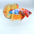Multicolor Galaxy HMPK Male