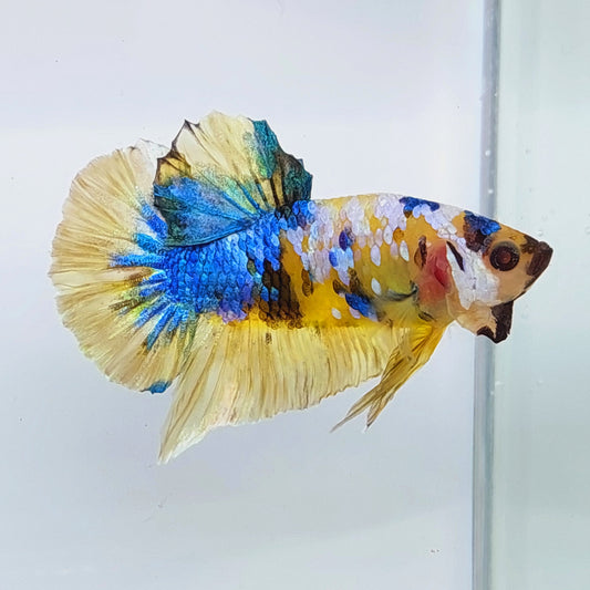 Amarillo Koi Galaxy HMPK Macho