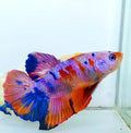 Multicolor Purple Pink Candy Galaxy HMPK Male
