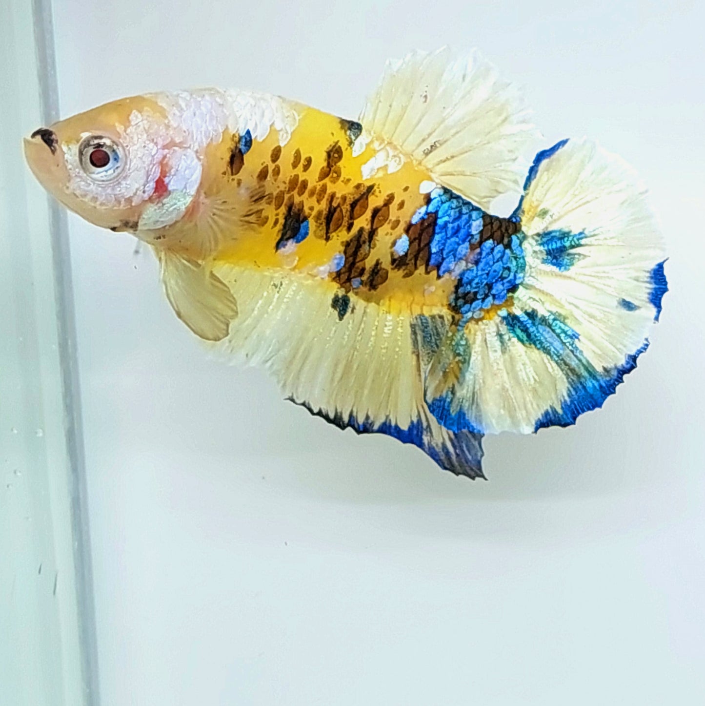 Yellow Koi Galaxy HMPK Male