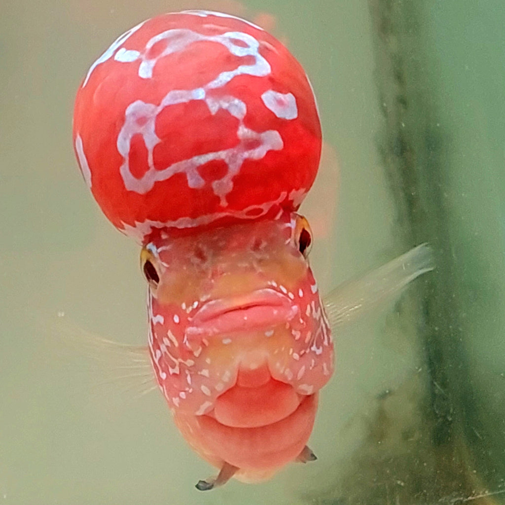 Kamfa F3 ツートーン クロスヘッド フラワーホーン サイズ 12cm