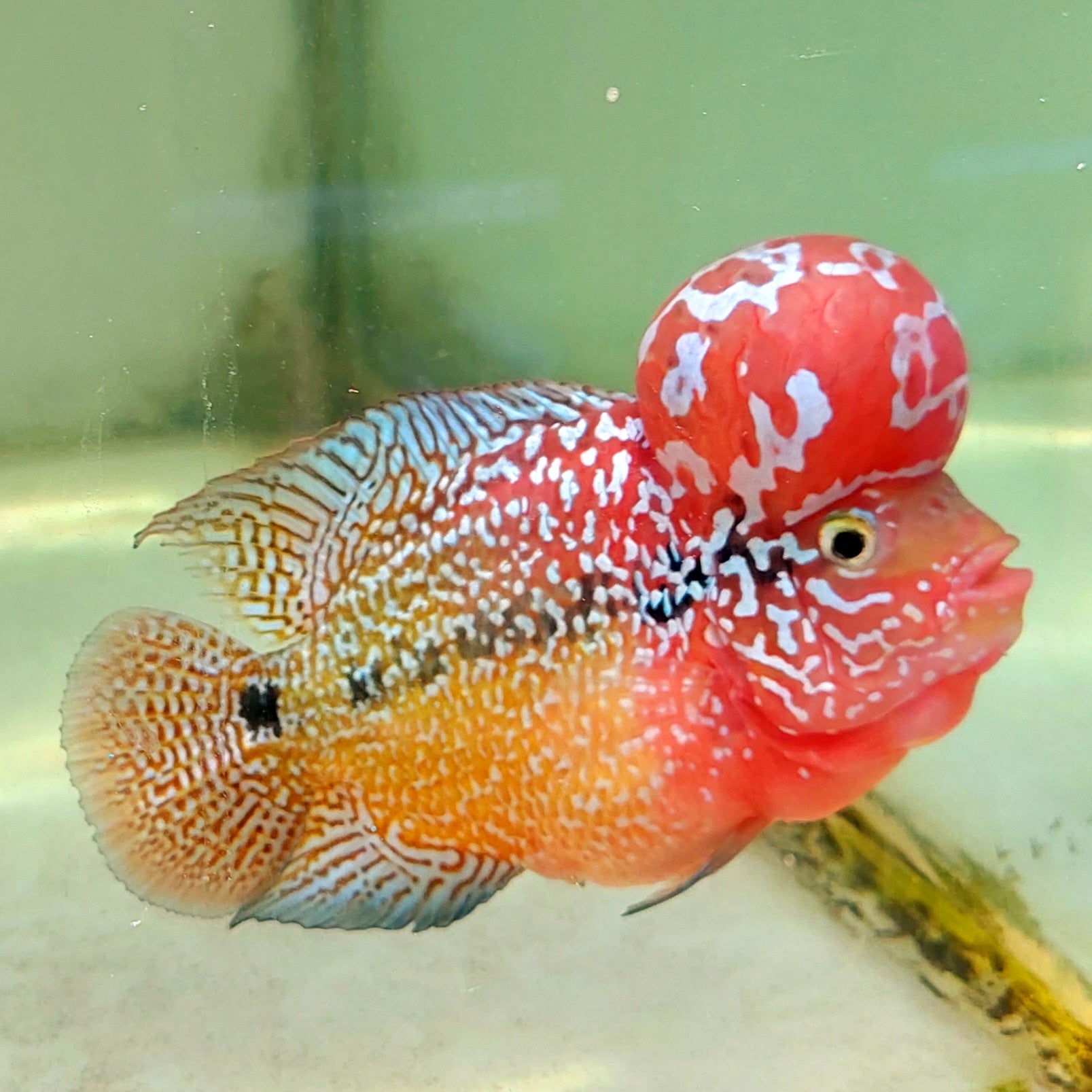 Kamfa F3 ツートーン クロスヘッド フラワーホーン サイズ 12cm