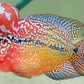 Kamfa F3 Crosshead de dos tonos Flowerhorn Tamaño 12cm