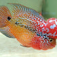 Kamfa F3 Crosshead de dos tonos Flowerhorn Tamaño 12cm