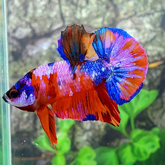 Multicolor Pink Galaxy HMPK Male