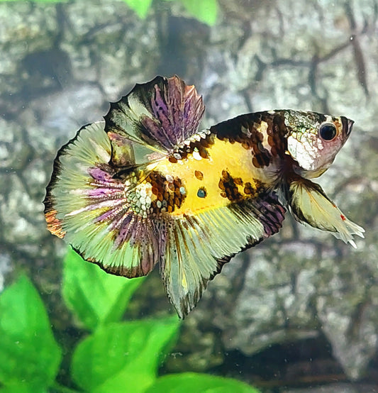 Amarillo Koi Tiger Cobre Oro Galaxy HMPK Macho