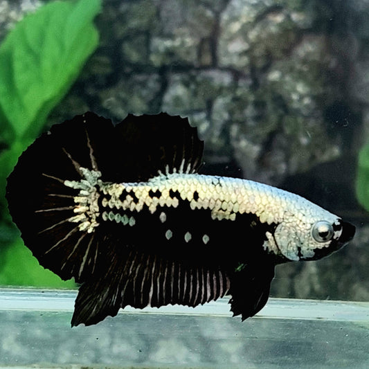 Black Samurai HMPK Male