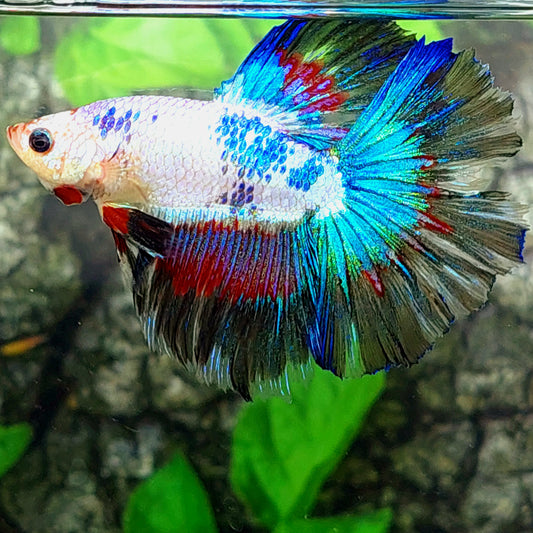 Fancy Multicolor Halfmoon Male