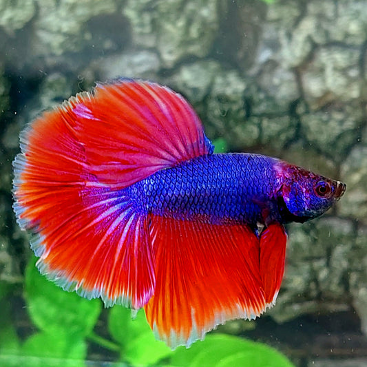 Purple Red Halfmoon Male