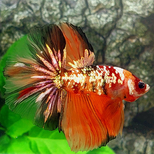 Naranja Koi Cobre Oro Galaxia Media Luna Macho