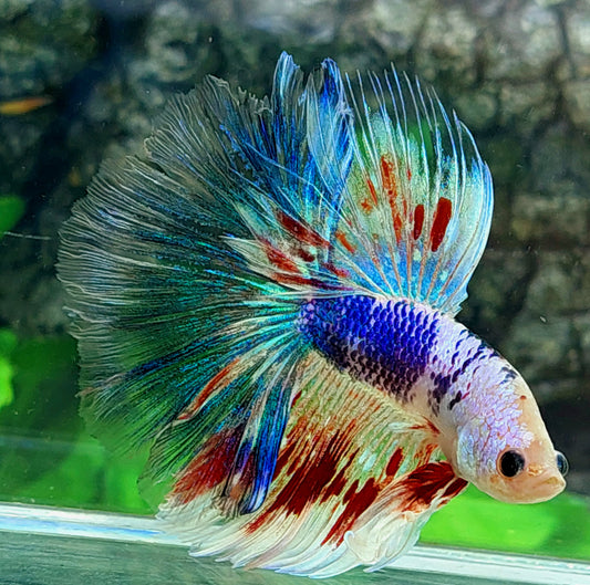 Fancy Halfmoon Male