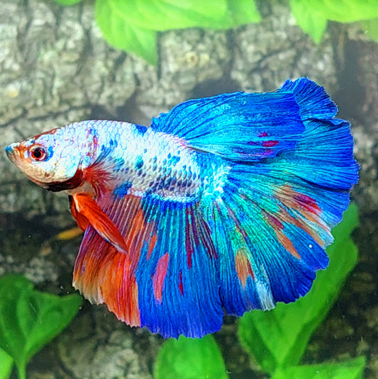 Multicolor Fancy Halfmoon Male