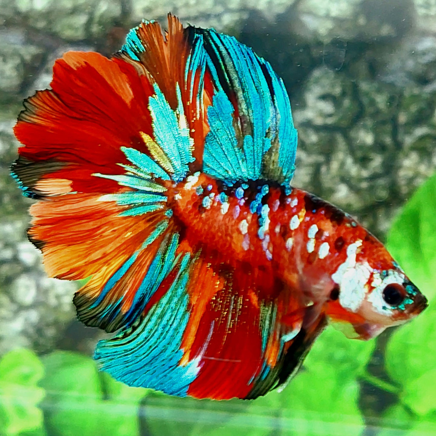 Multicolor Koi Galaxy Halfmoon Macho