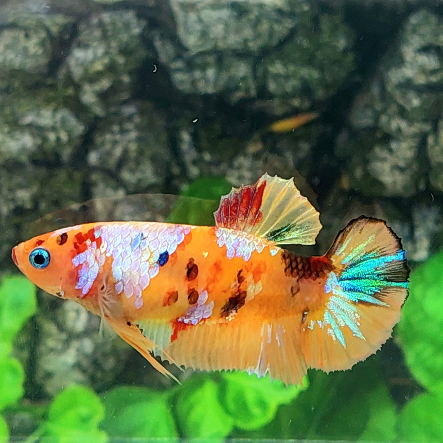 Orange Yellow Galaxy HMPK Female For Sorority Tank/Breed