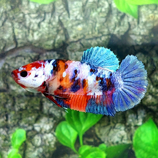 Multicolor Galaxy HMPK Female For Sorority Tank/Breed