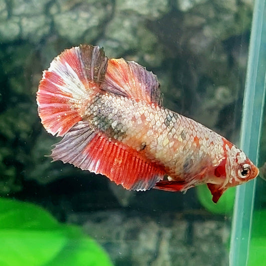 Copper Koi HMPK Female For Sorority Tank/Breed