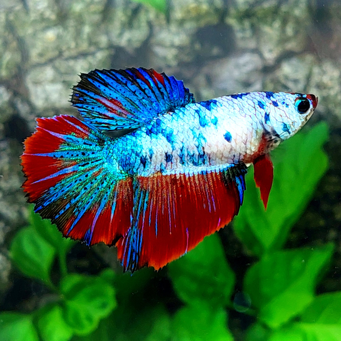 Fancy Halfmoon Female For Sorority Tank/Breed