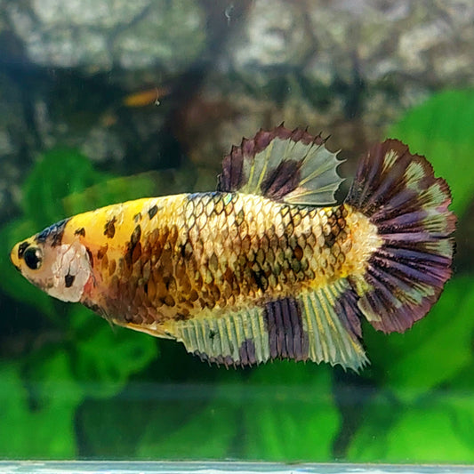 Amarillo Koi cobre oro Galaxy HMPK hembra para hermandad tanque/raza