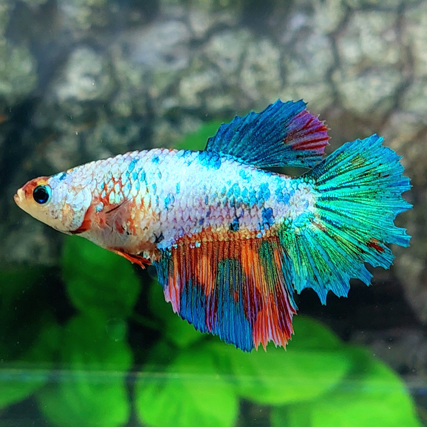 Fancy Halfmoon Female For Sorority Tank/Breed