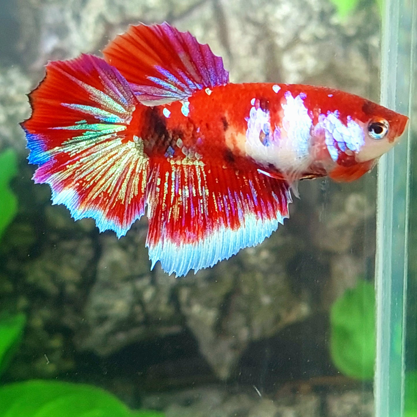 Red Koi Galaxy Halfmoon Female For Sorority Tank/Breed