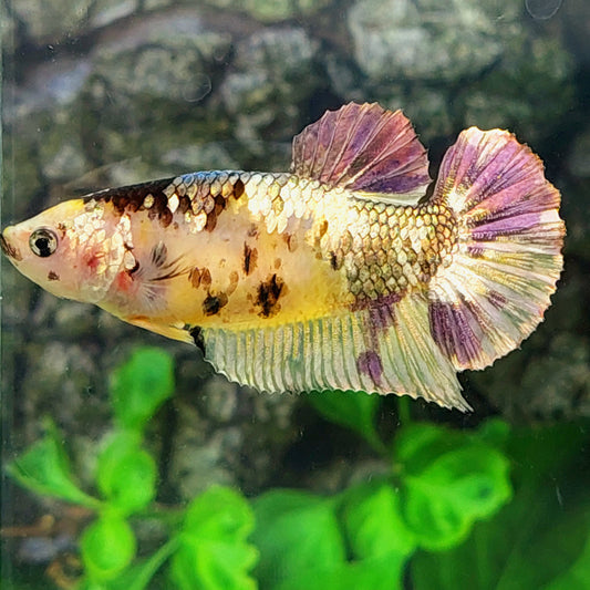 Amarillo Koi cobre oro púrpura HMPK hembra para hermandad tanque/raza