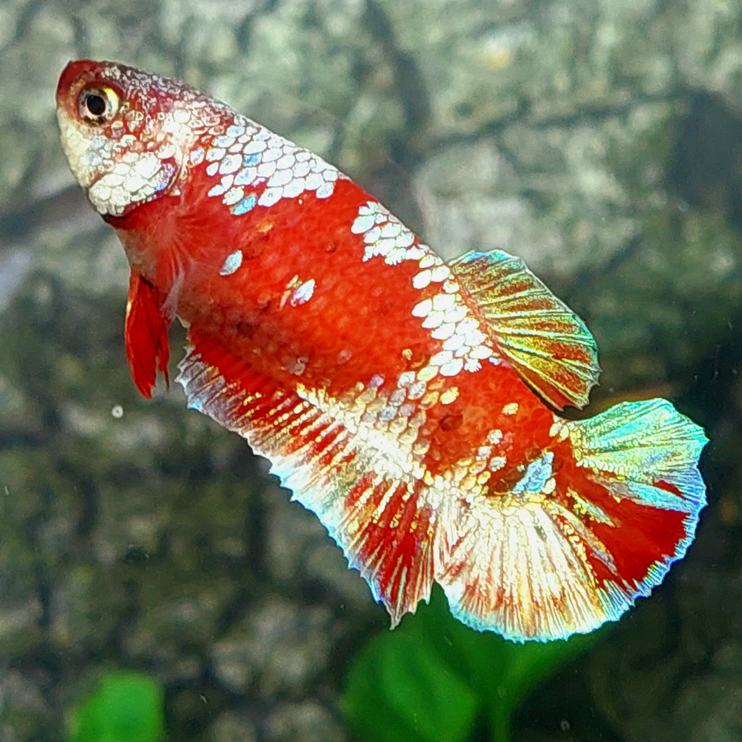 Red Koi Gold Galaxy HMPK Female For Sorority Tank/Breed