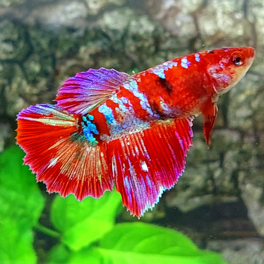 Red Koi Purple Galaxy Halfmoon Female For Sorority Tank/Breed