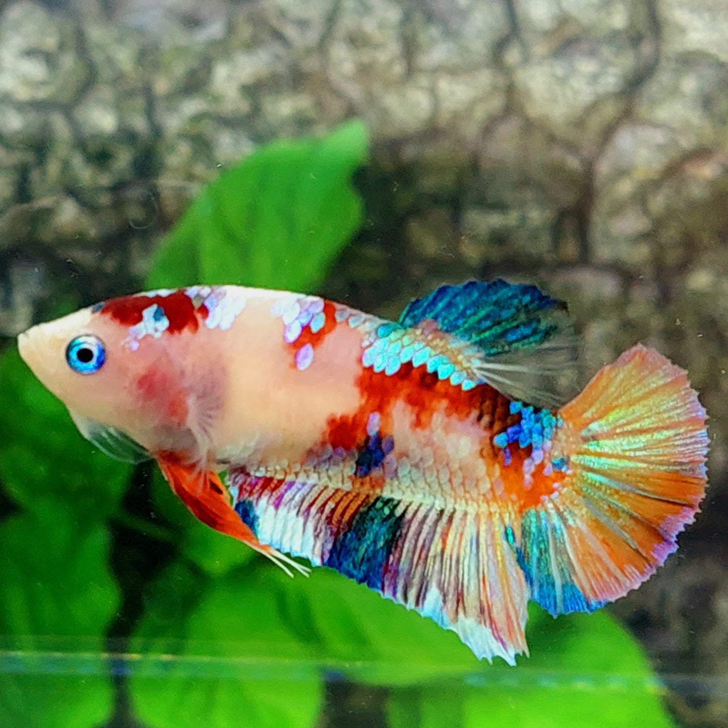 Blue Eyes Rainbow Koi Galaxy HMPK Female For Sorority Tank/Breed