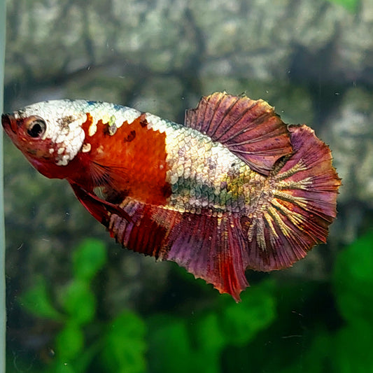 Red Koi Copper Galaxy HMPK Female For Sorority Tank/Breed