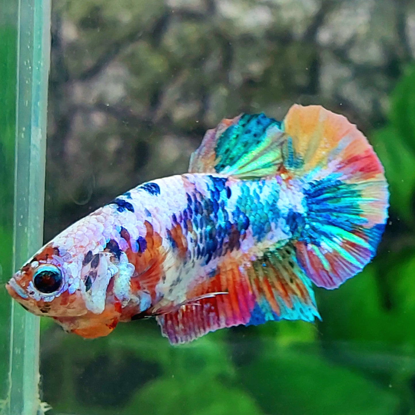 Multicolor Rainbow HMPK Female For Sorority Tank/Breed