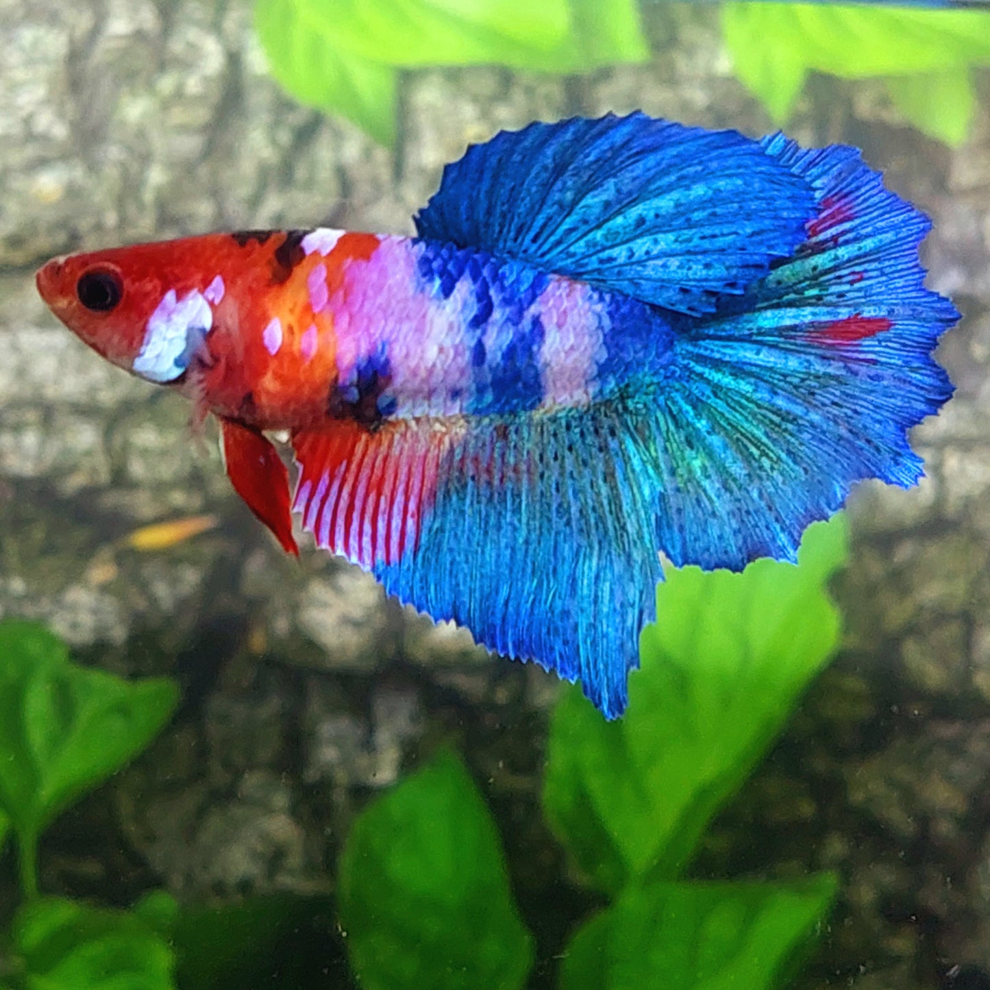 Multicolor Pink Koi Galaxy Halfmoon Female For Sorority Tank/Breed