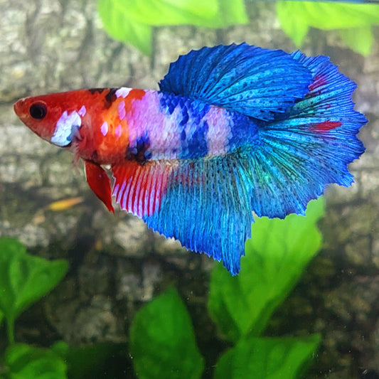 Multicolor rosa Koi Galaxy Halfmoon hembra para hermandad de mujeres tanque/raza