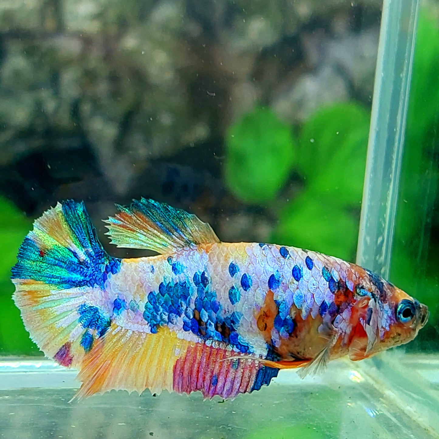 Multicolor Rainbow HMPK Female For Sorority Tank/Breed