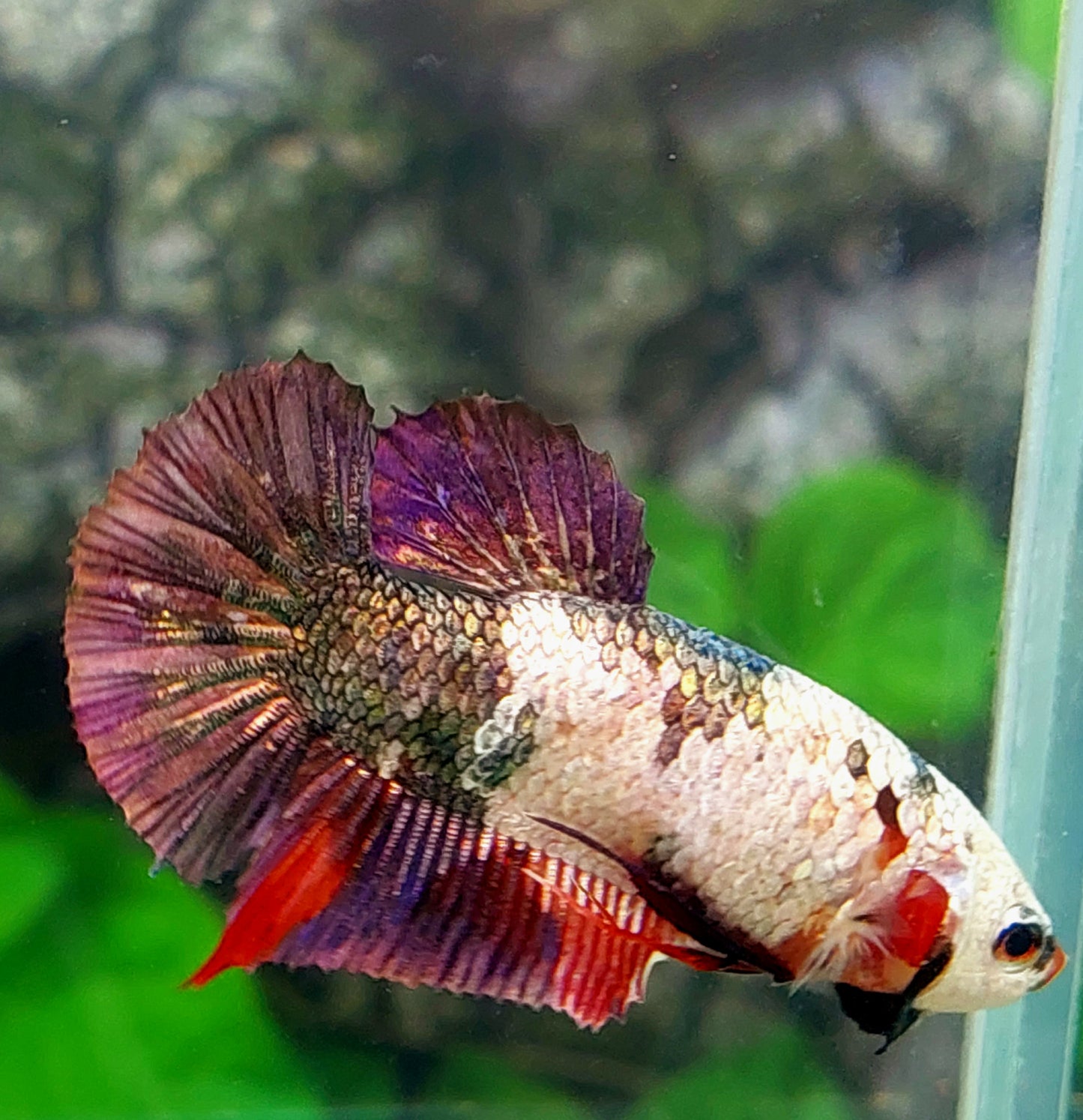 Fancy Copper Purple HMPK Female For Sorority Tank/Breed