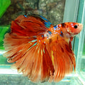 Orange Galaxy Rosetail Halfmoon Male