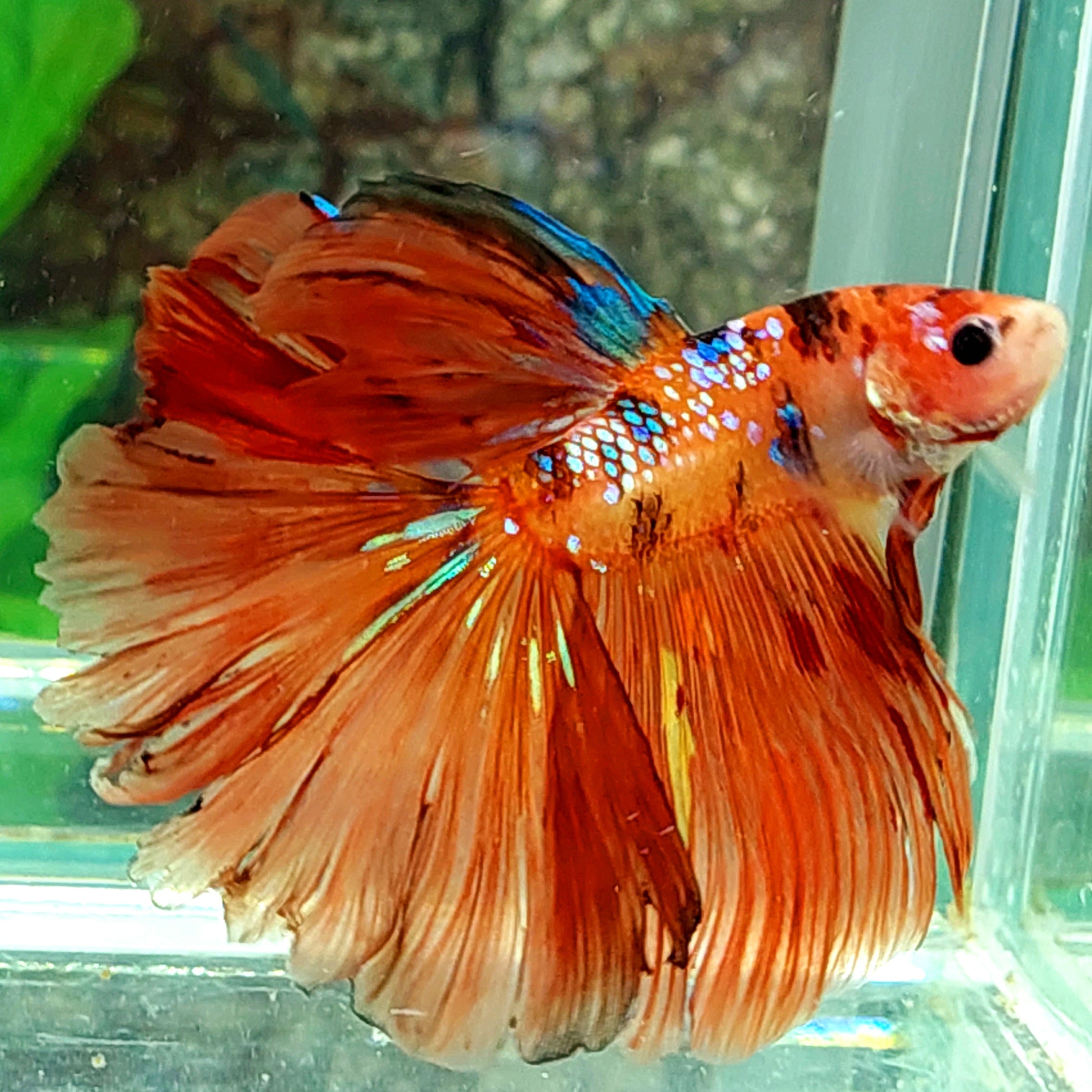 Orange Galaxy Rosetail Halfmoon Male