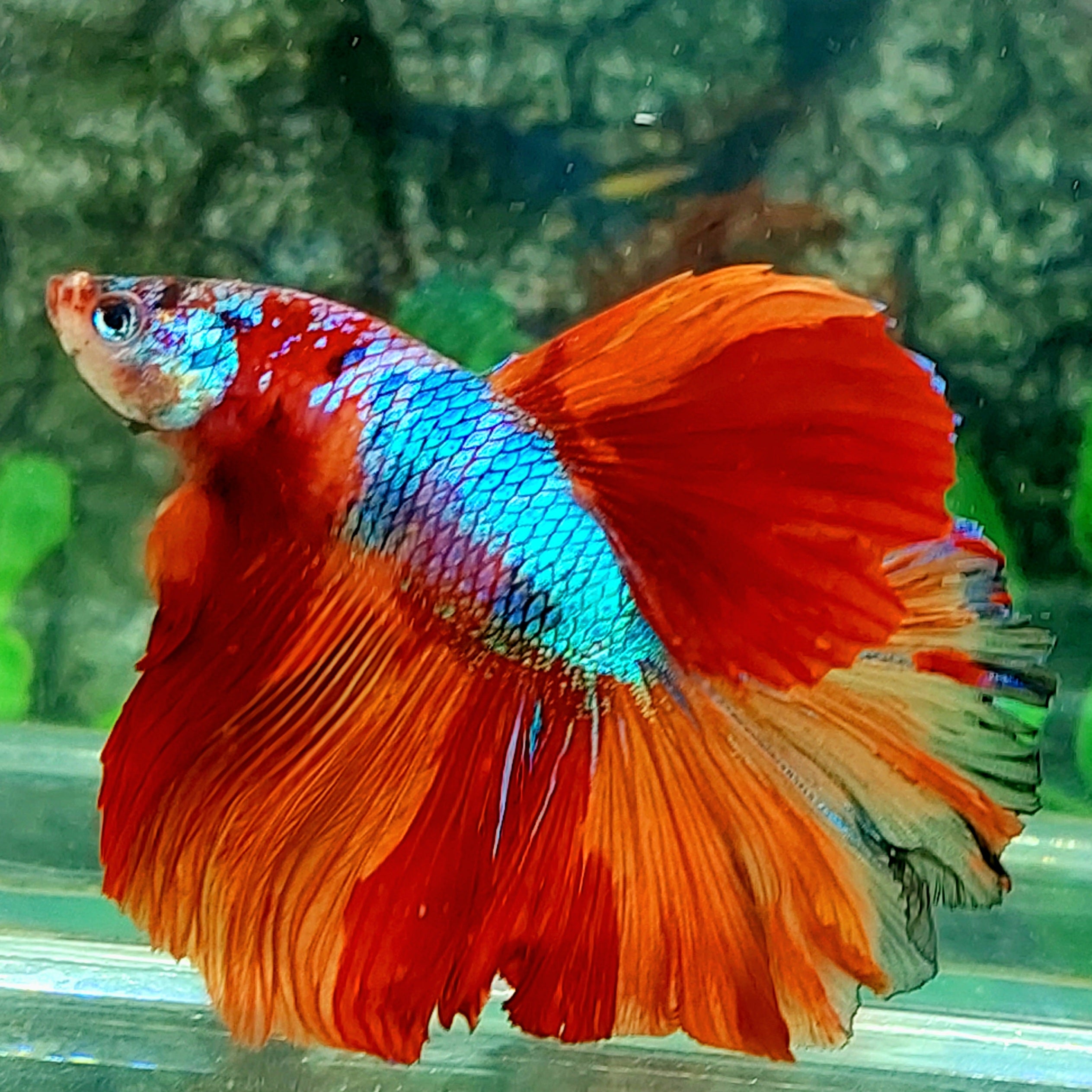 Multicolor Candy Halfmoon Male