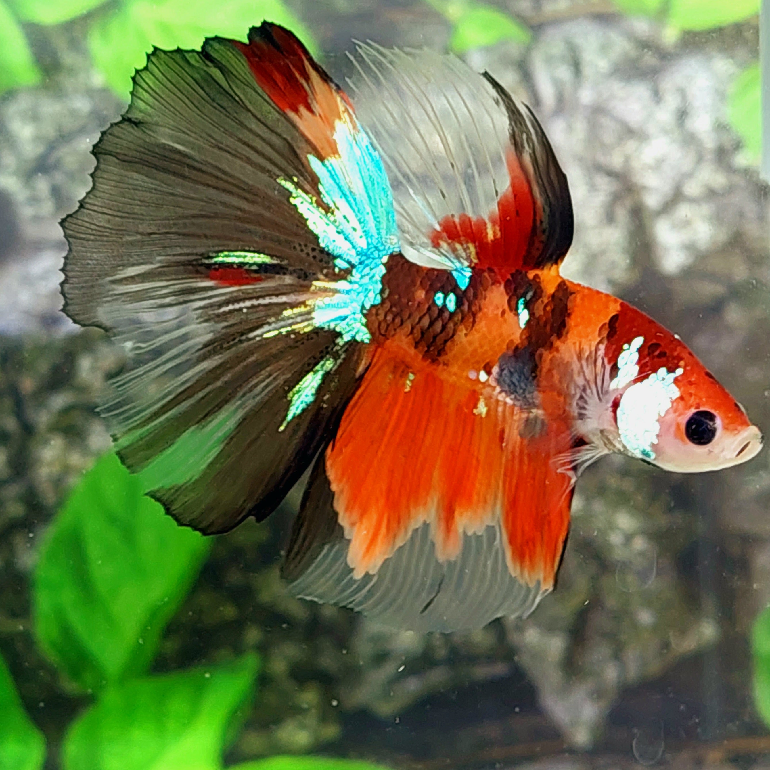 Orange Black Galaxy Halfmoon Male