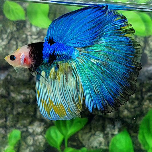 Blue Koi Halfmoon Macho