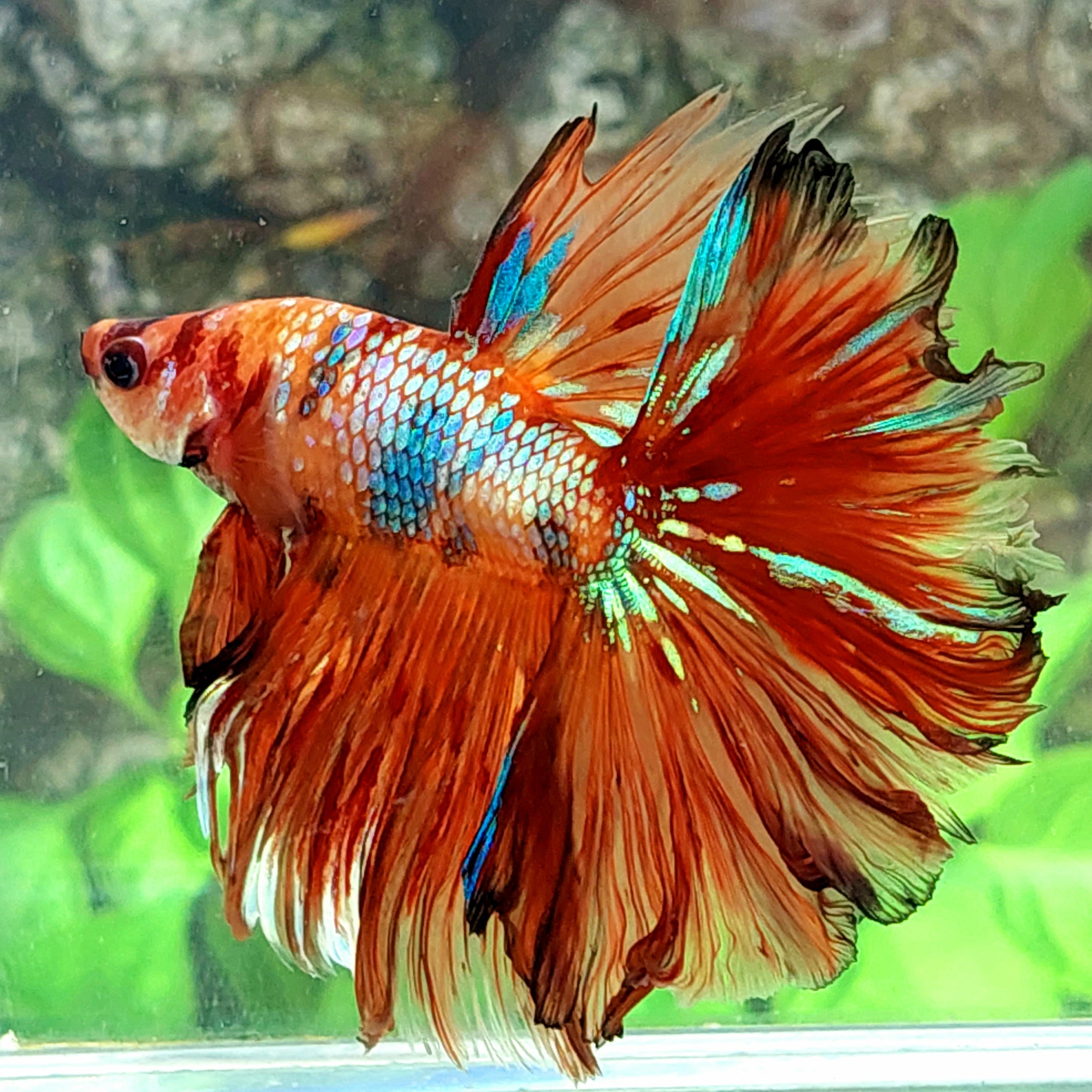 Orange Galaxy Rosetail Halfmoon Male