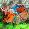 Multicolor Galaxy Halfmoon Male