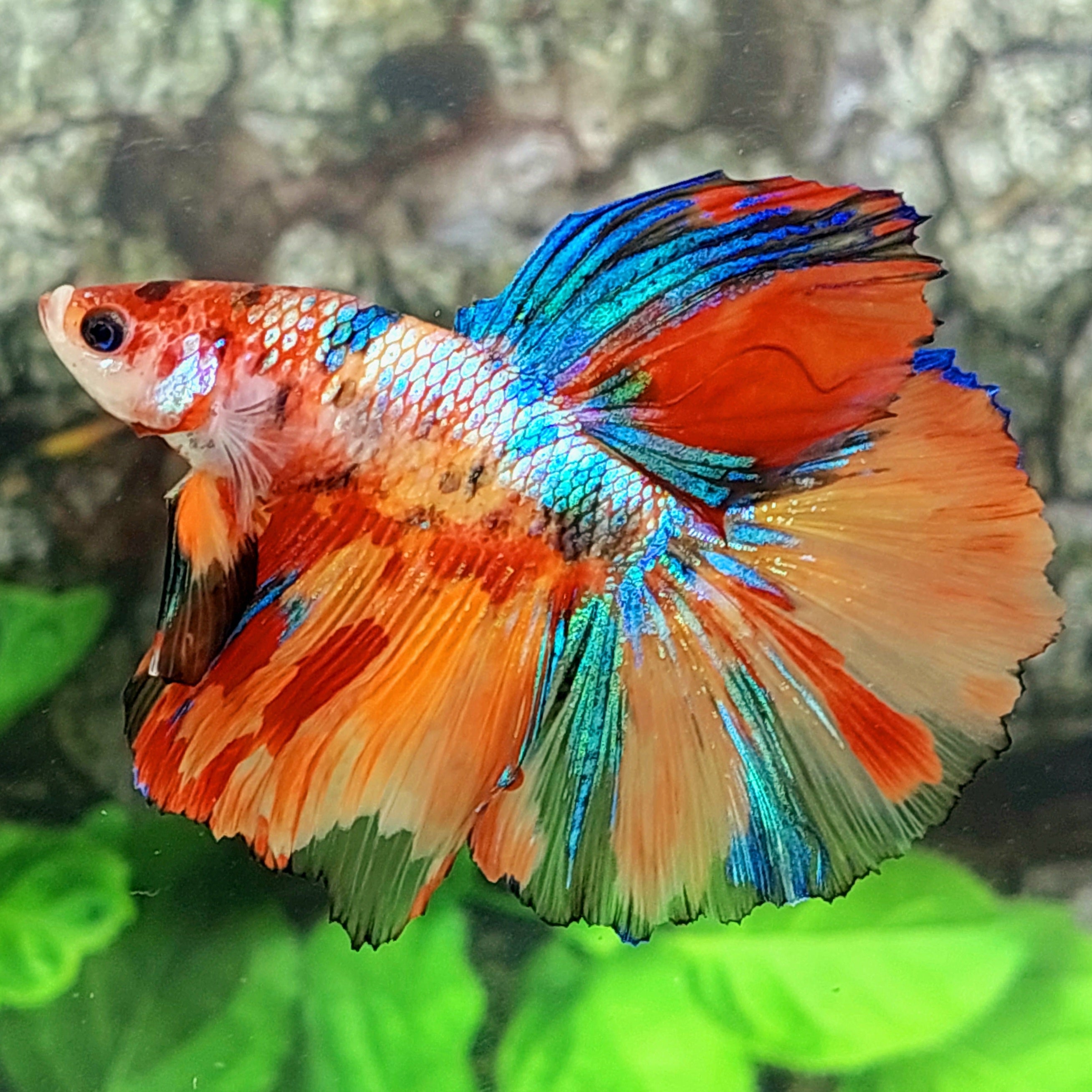 Multicolor Galaxy Halfmoon Male