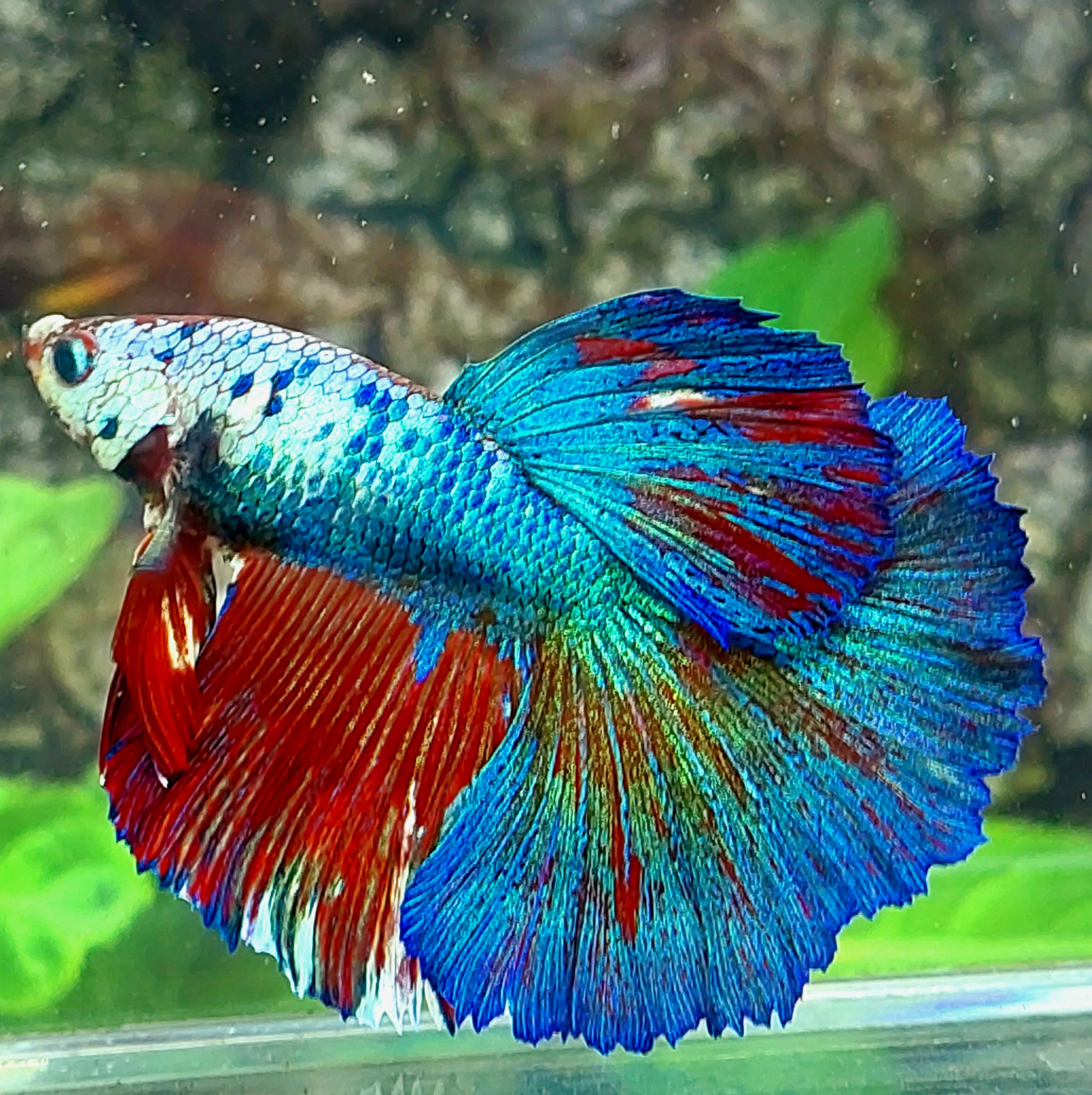 Multicolor Fancy Halfmoon Male