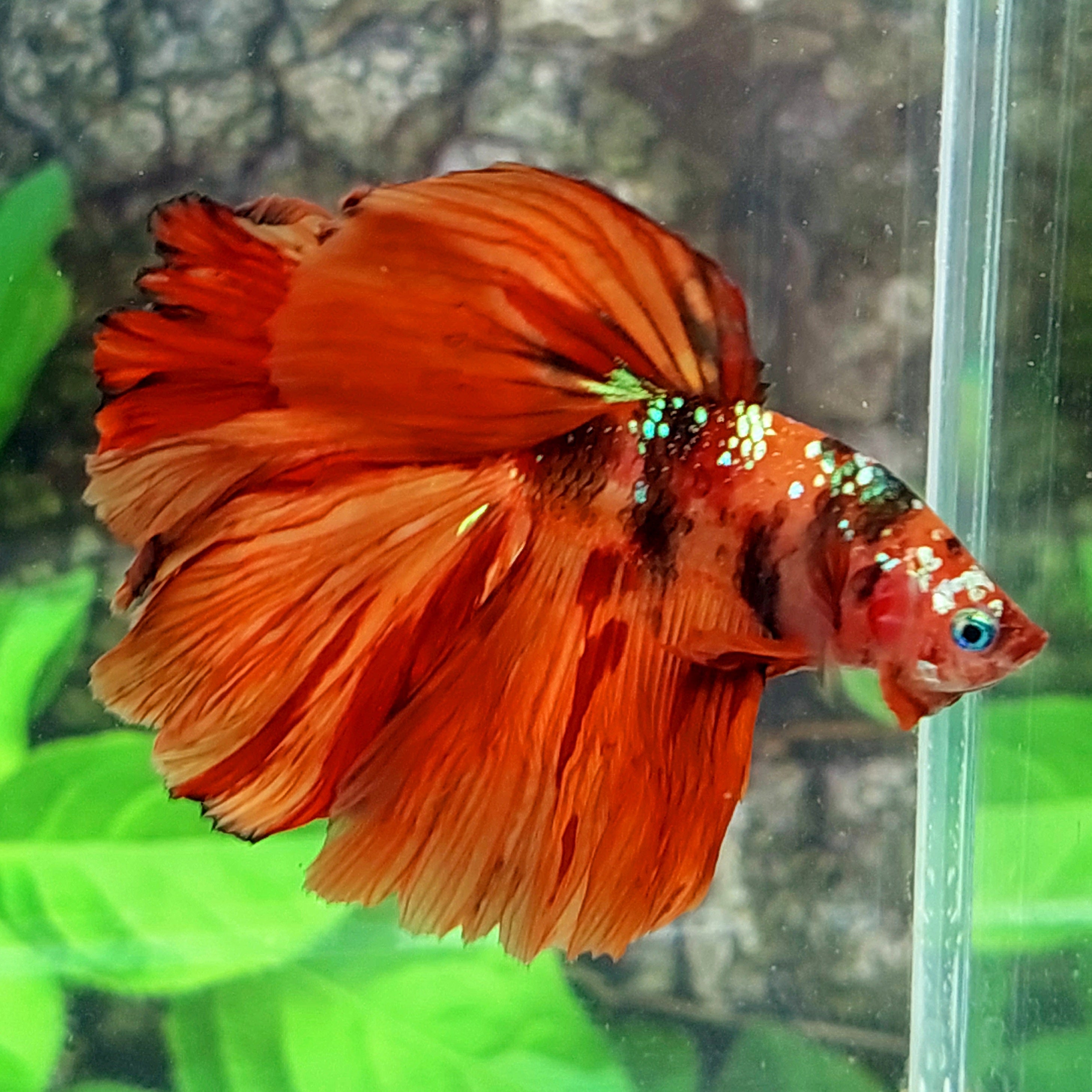 Orange Black Galaxy Halfmoon Male