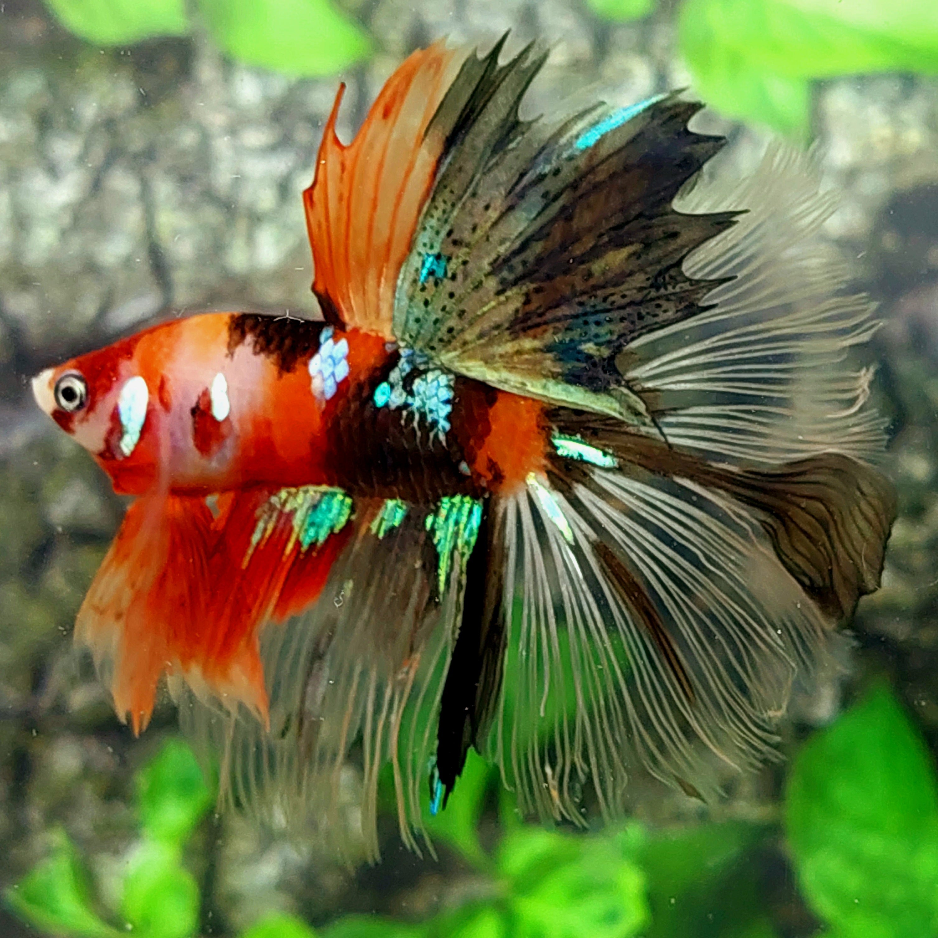 Orange Black Galaxy Halfmoon Male