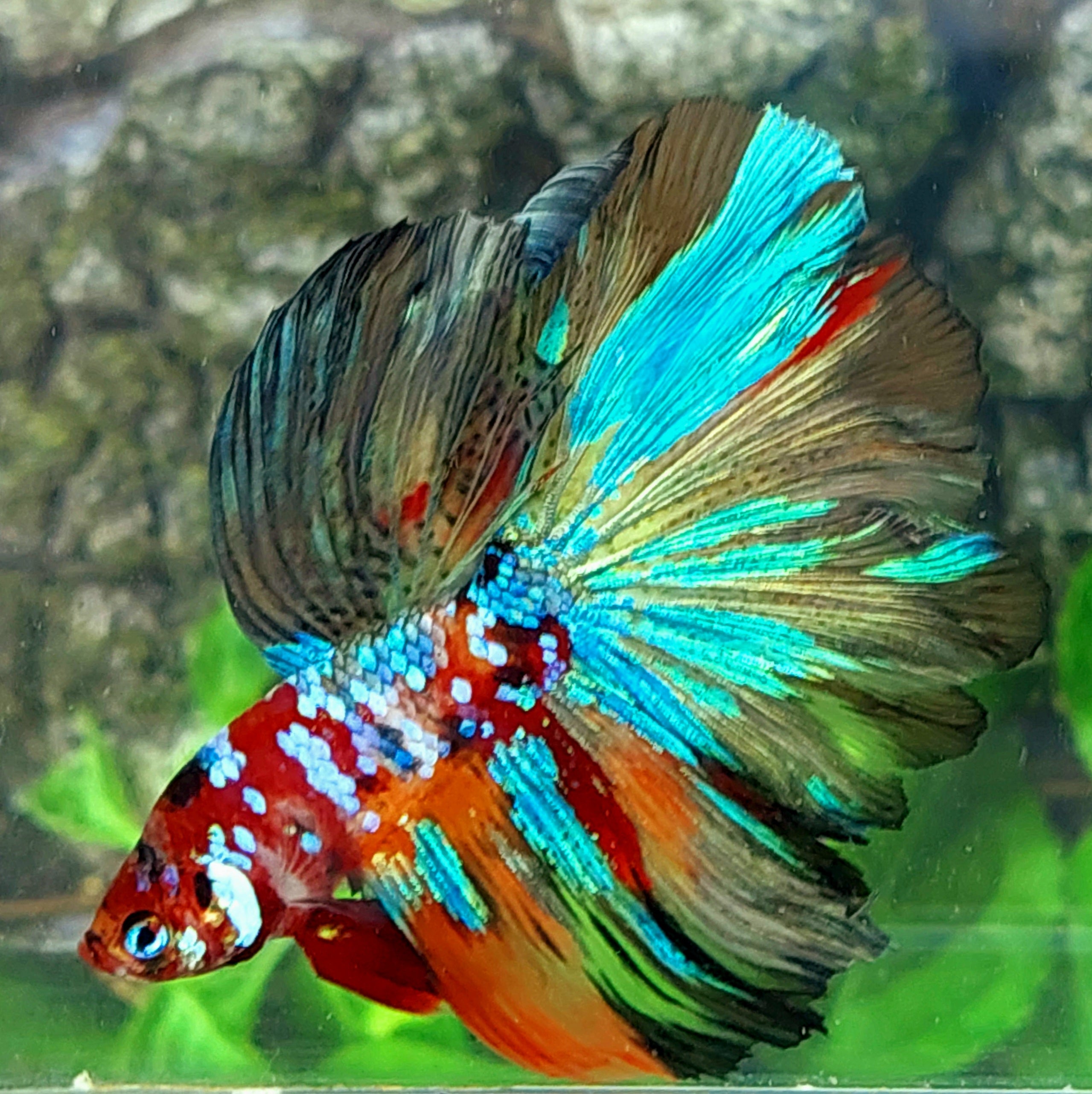 マルチカラー ギャラクシー ハーフムーン 男性